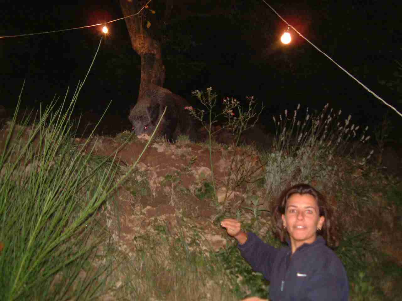  Image name: Fau-M.JPG 
 width: 1280 pixel 
 height: 960 pixel 
 Size: 51104 bytes 
 Click to enlarge 